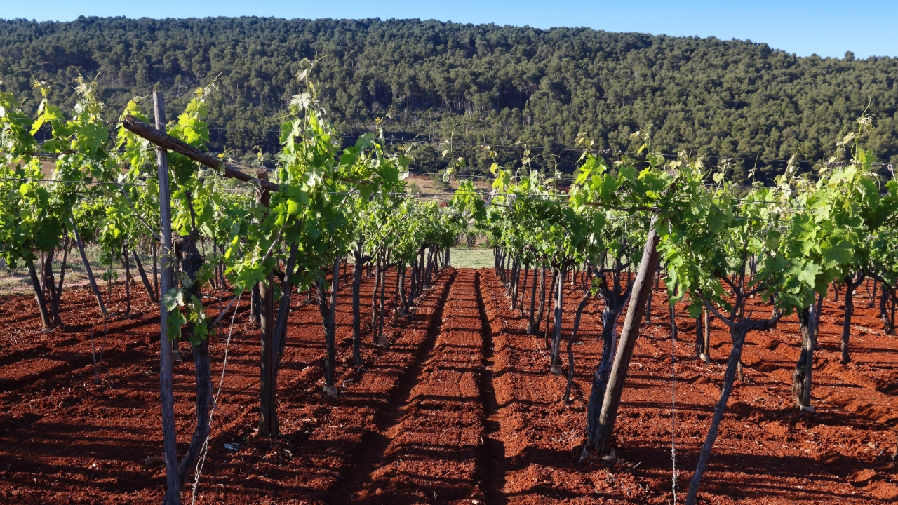 A vineyard with red, vibrant Terroir
