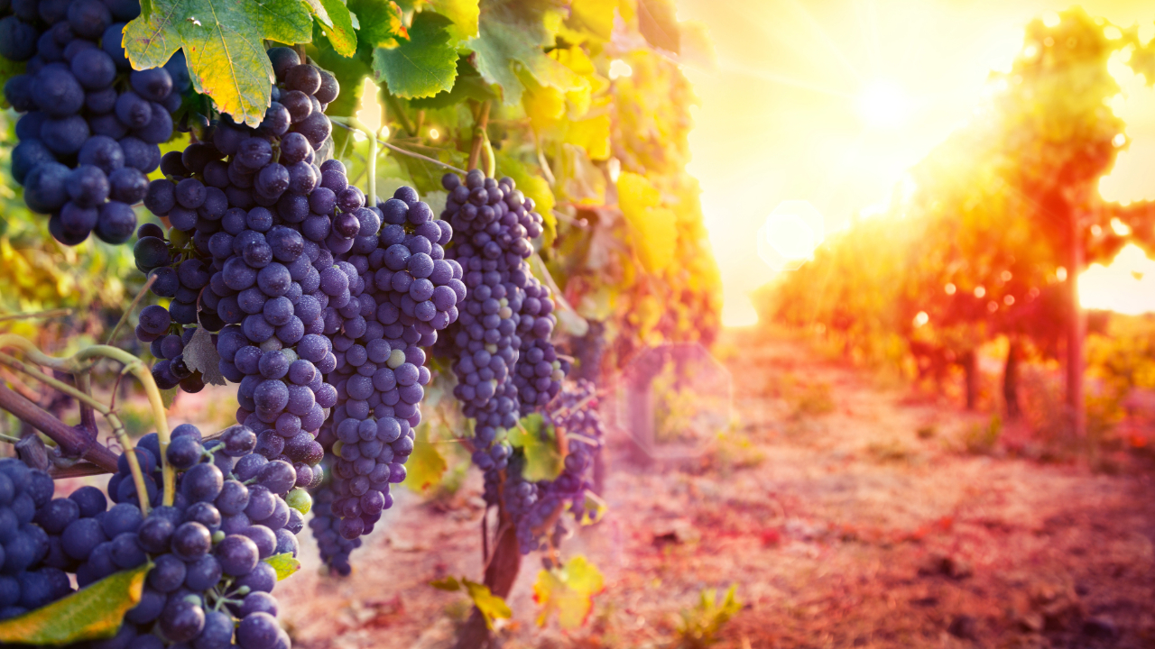 A closeup shot of grapes in a vineyard