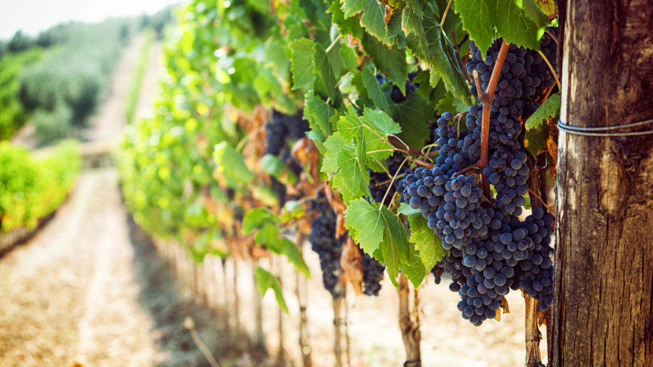 A closeup of a bundle of grapes in a vineyard in a sunny, warm climate