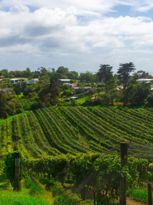 5 Outstanding New Zealand Sauvignon Blancs